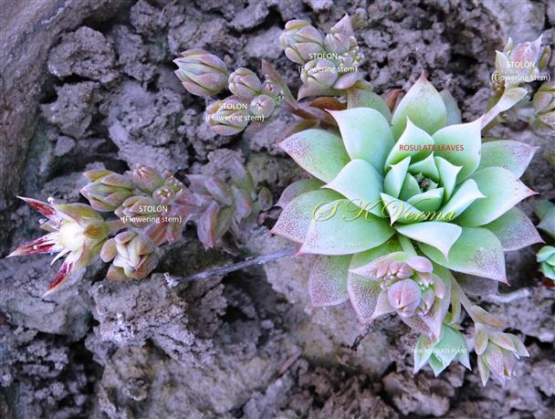  Plant with rosulate leaves and stolons